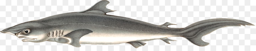 Requiem Requins，Requin Soyeux PNG