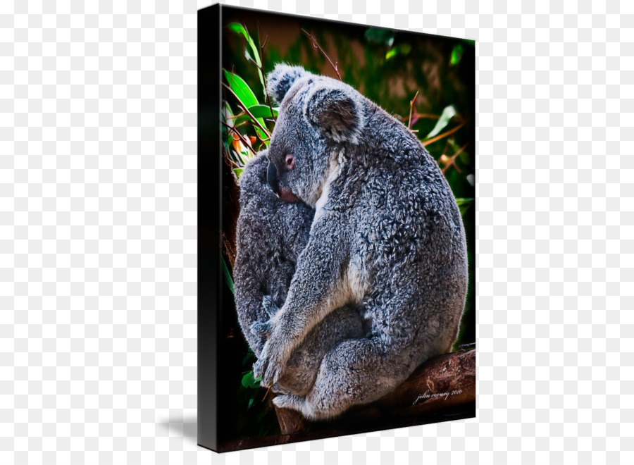 Koala，Ours PNG