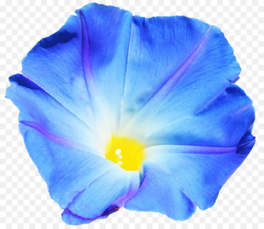 Fleur，Hibiscus PNG