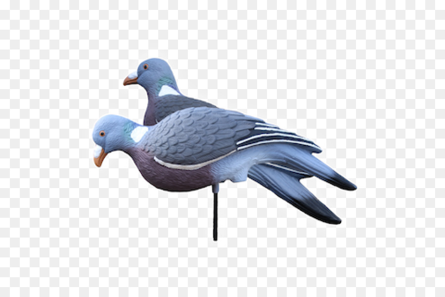 Les Pigeons Et Les Colombes，Leurre PNG