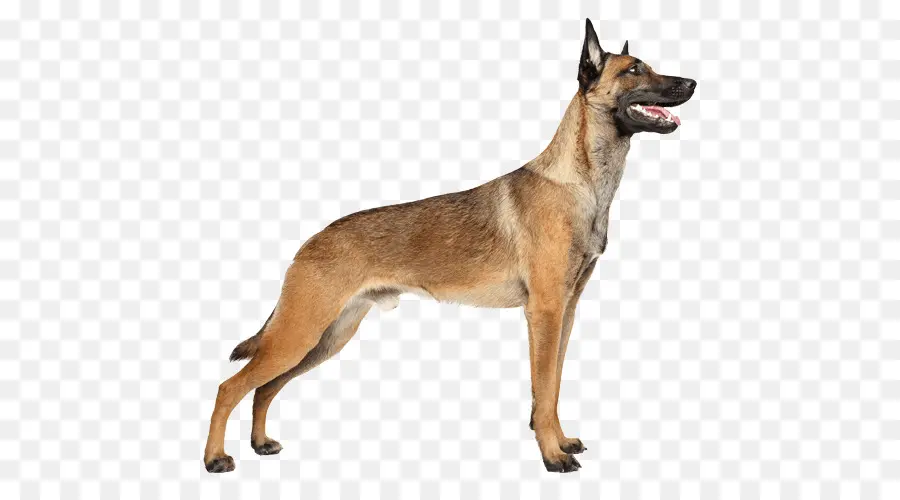 Les Malinois Chien，Berger Allemand PNG