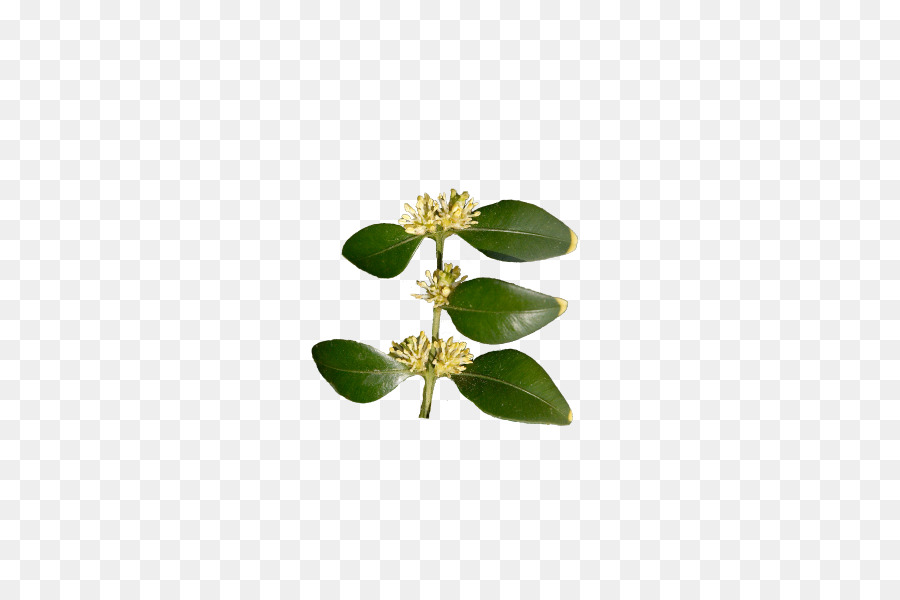 Buxus Sempervirens，Feuille PNG