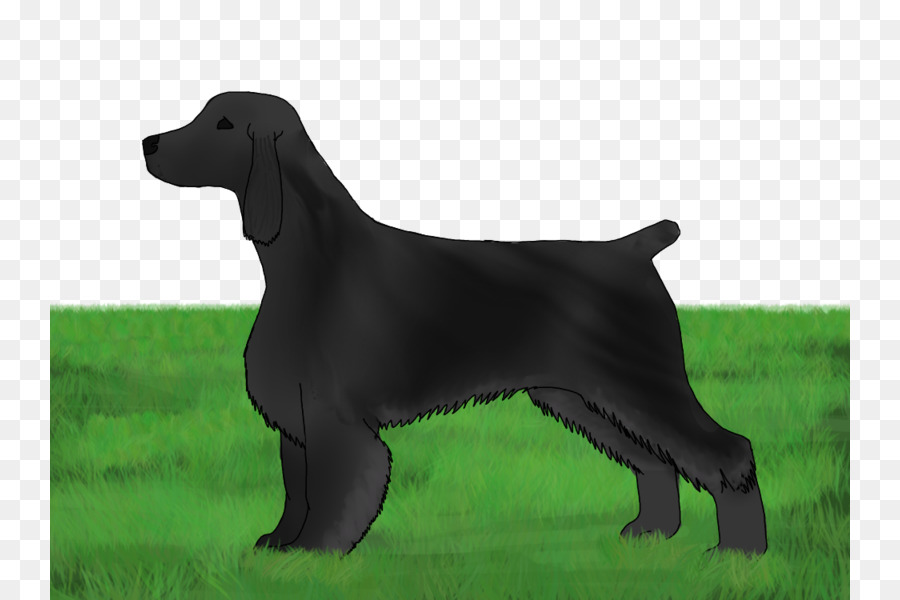 Flatcoated Retriever，Le Labrador Retriever PNG