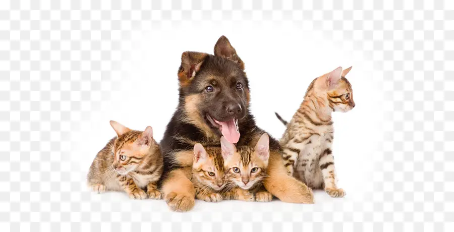 Chiot Et Chatons，Chien PNG