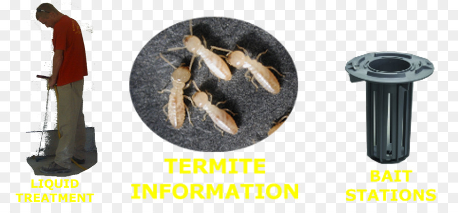 L Est De Termites Souterrains，Reticulitermes PNG