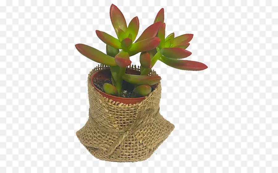 Plante Succulente，Plante D Intérieur PNG