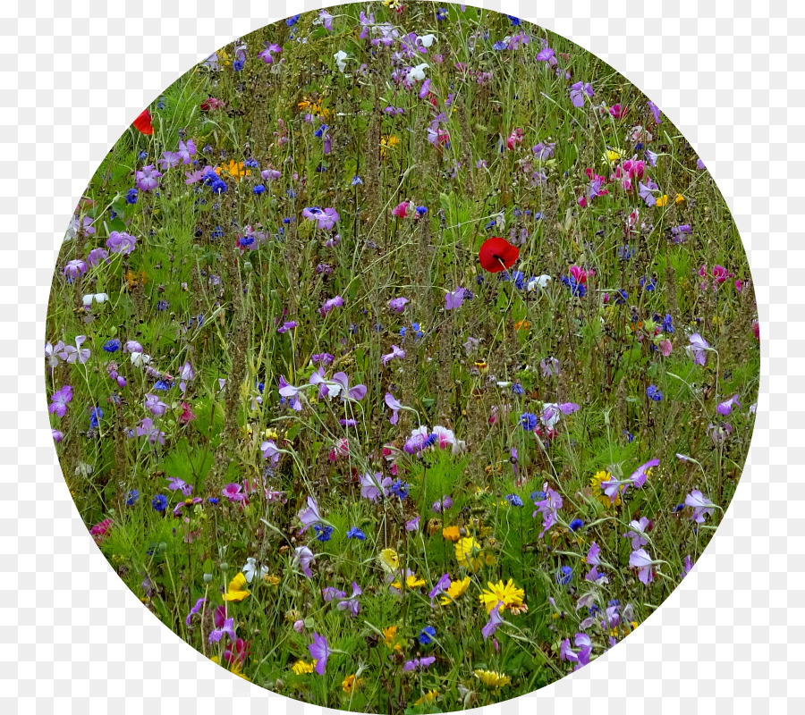 Violet，Fleurs Sauvages PNG