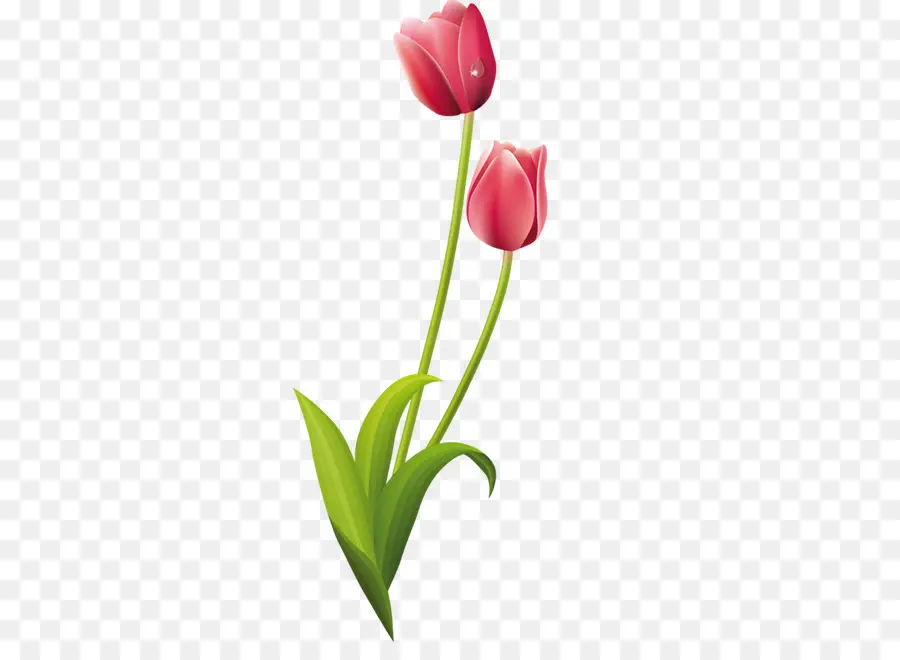 Tulipe，Dessins De Fleurs PNG