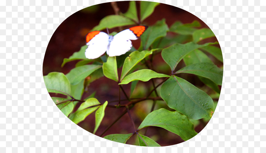 Shoeblackplant，Papillon PNG