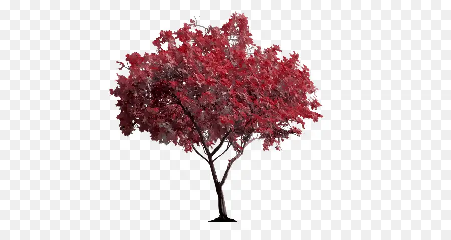 Arbre Rouge，Feuillage PNG