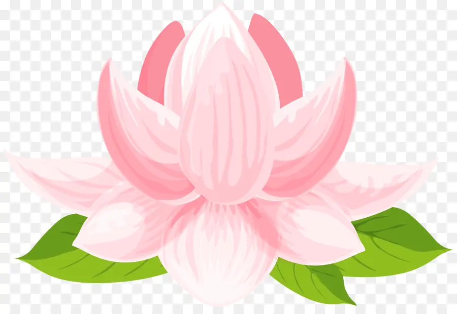 Lotus Sacré，Rose PNG