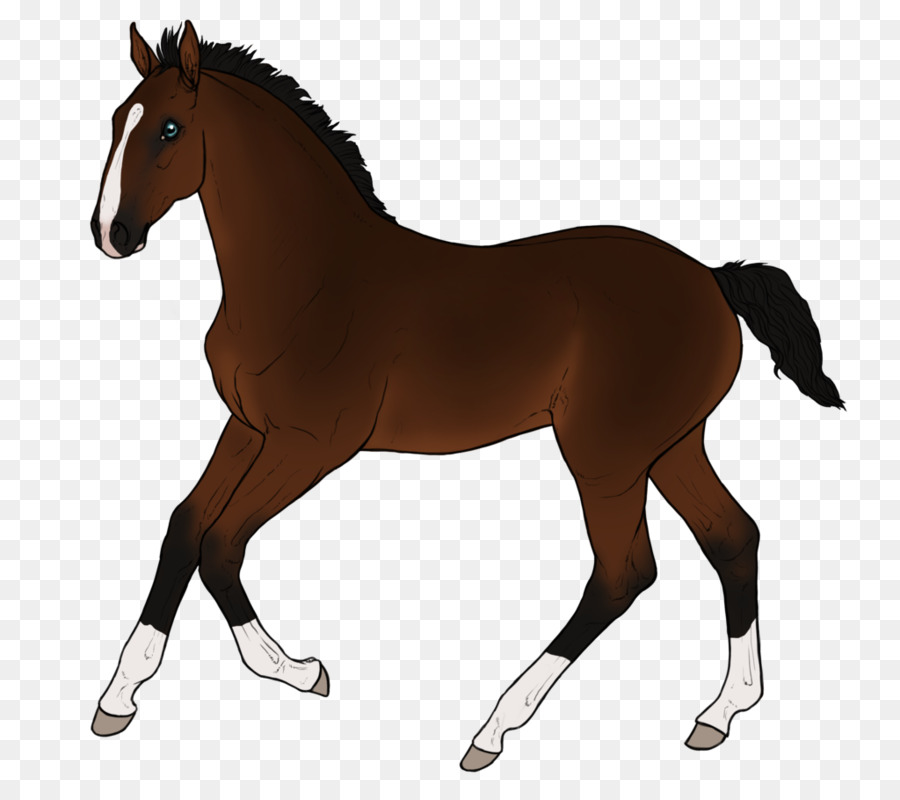 Cheval，équidé PNG