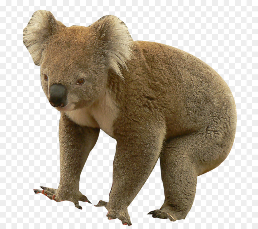 L Ours Brun，Koala PNG