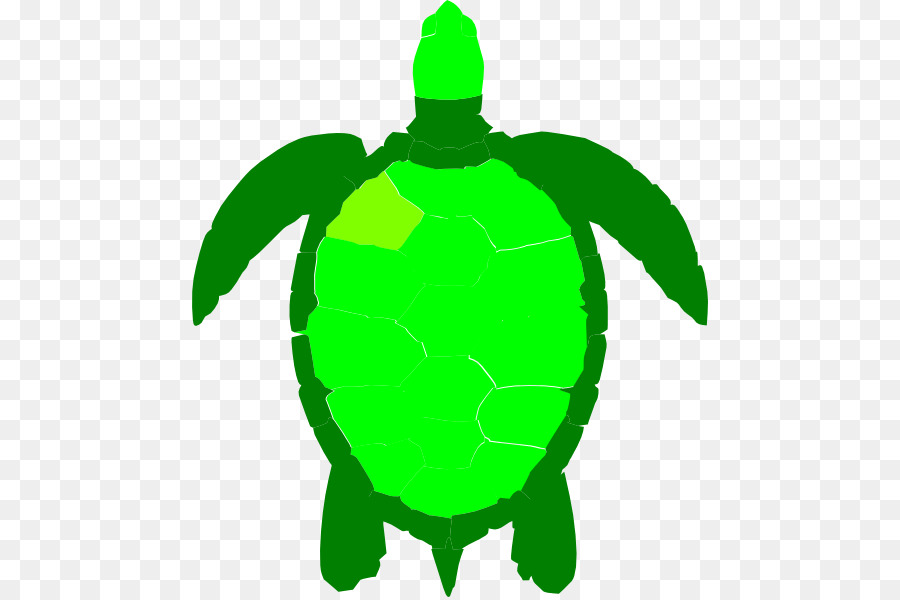 Tortue，Reptile PNG