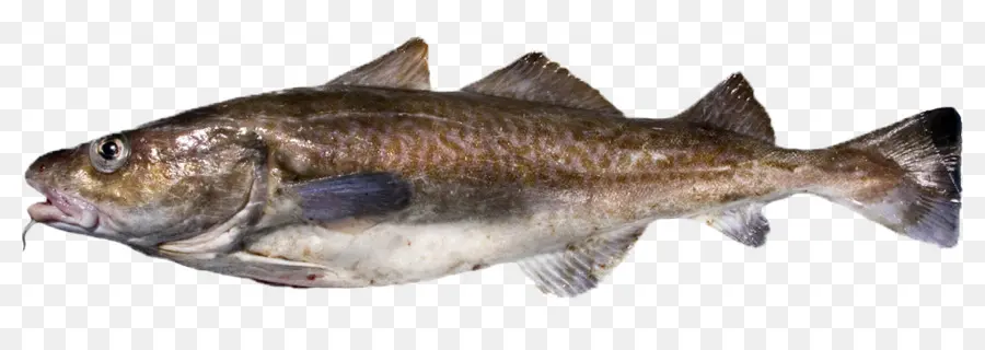 Morue，Poisson PNG