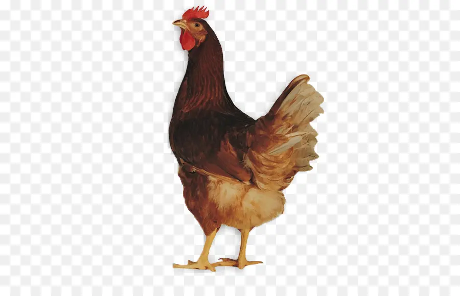 Poulet，Poule PNG