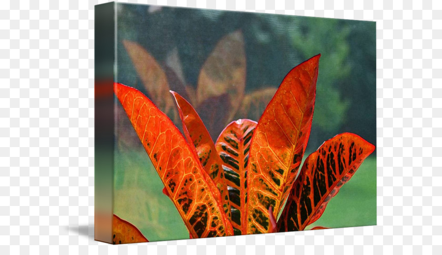 Feuille，Jardin Croton PNG