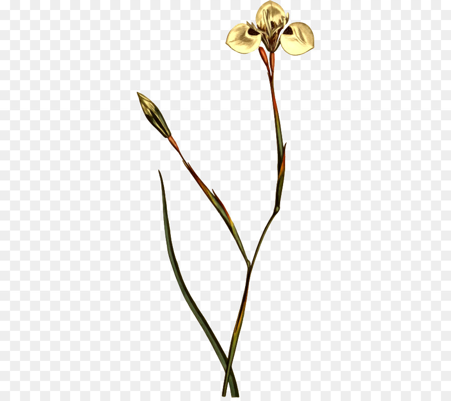 La Botanique，Fleur De Dessins PNG