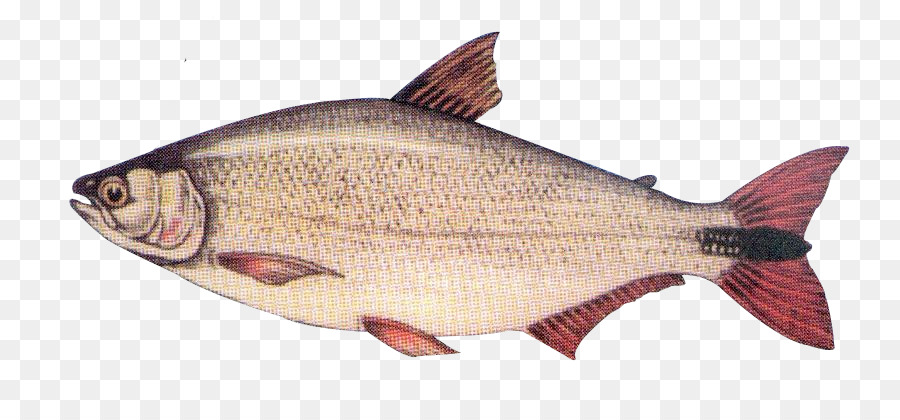 Poisson，Mer PNG