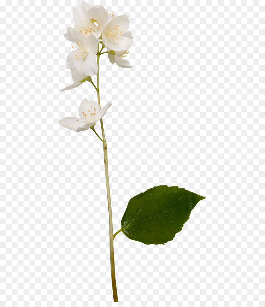 Fleur De Jasmin，Fleur PNG