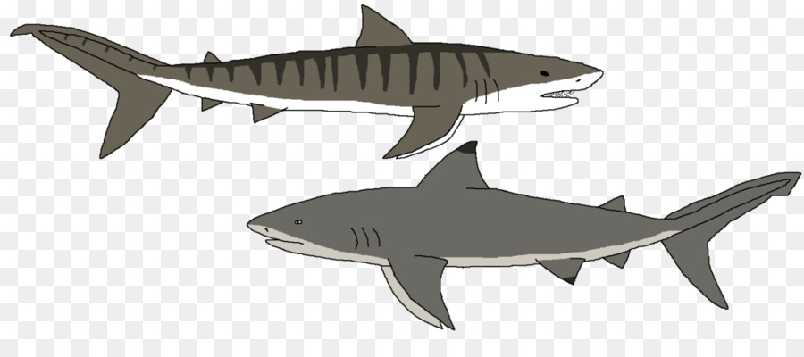 Le Requin Tigre，Squaliform Requins PNG