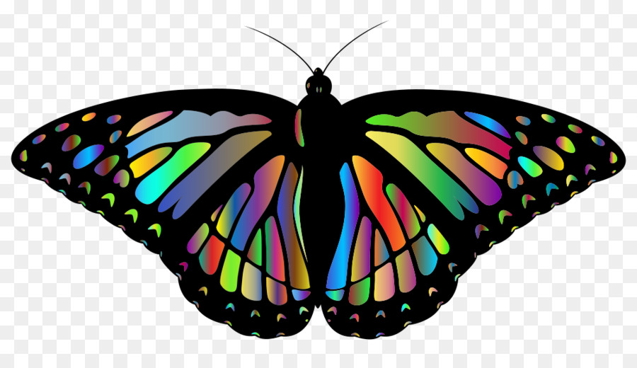 Papillon，L Hiver Rae PNG