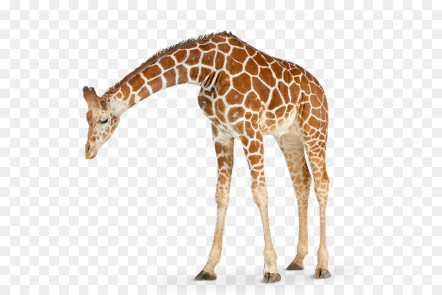 Girafe，Faune PNG