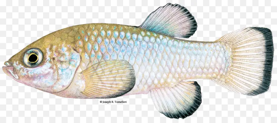 Poisson，Aquatique PNG