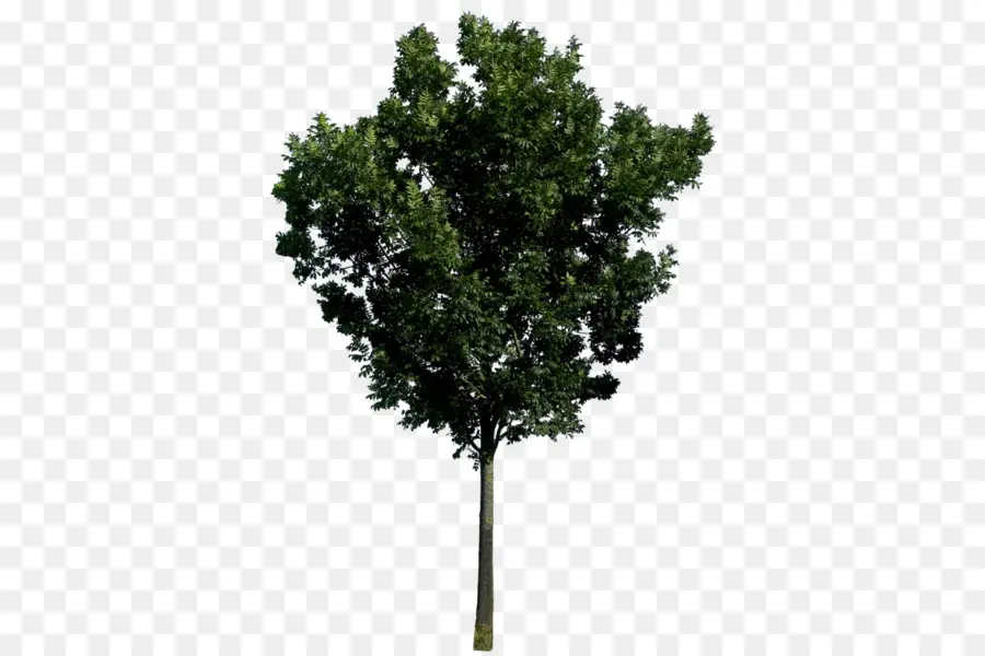 Arbre，Feuilles PNG