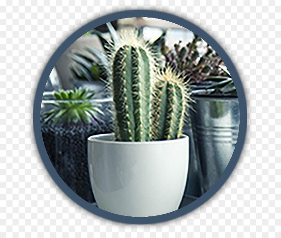 Cactus，Crayon De Cactus PNG