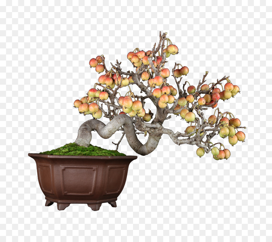 Bonsaï，Pot PNG