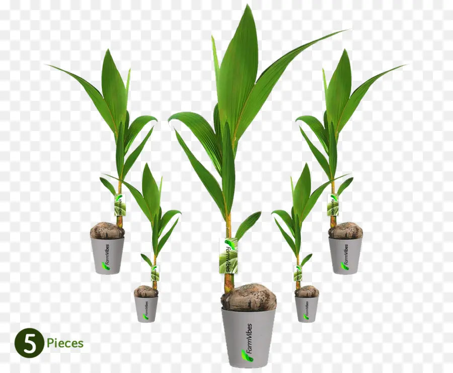 Jeunes Plants，Jeunes Arbres PNG