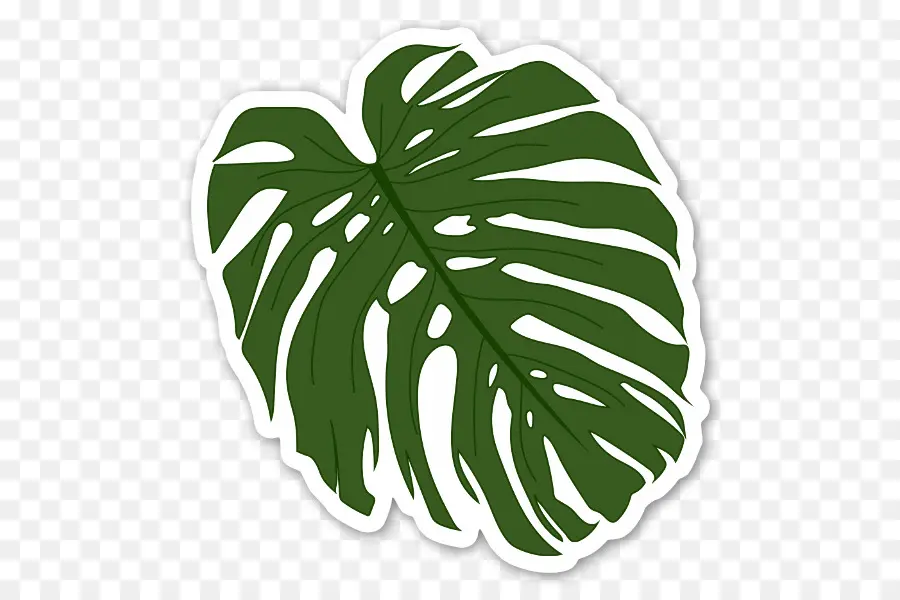 Feuille De Monstera，Vert PNG