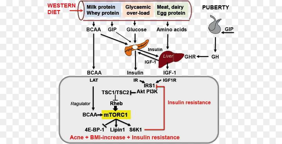 Diagramme De Régime，Nutrition PNG