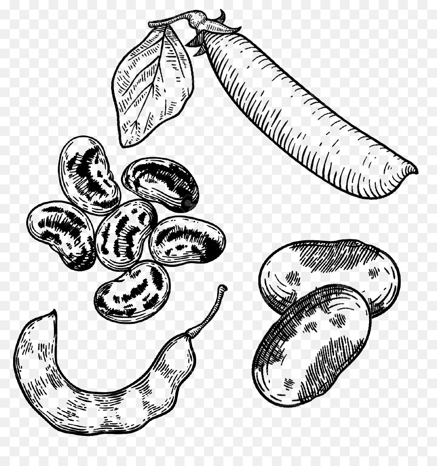 Haricot Illustrations，Haricots PNG