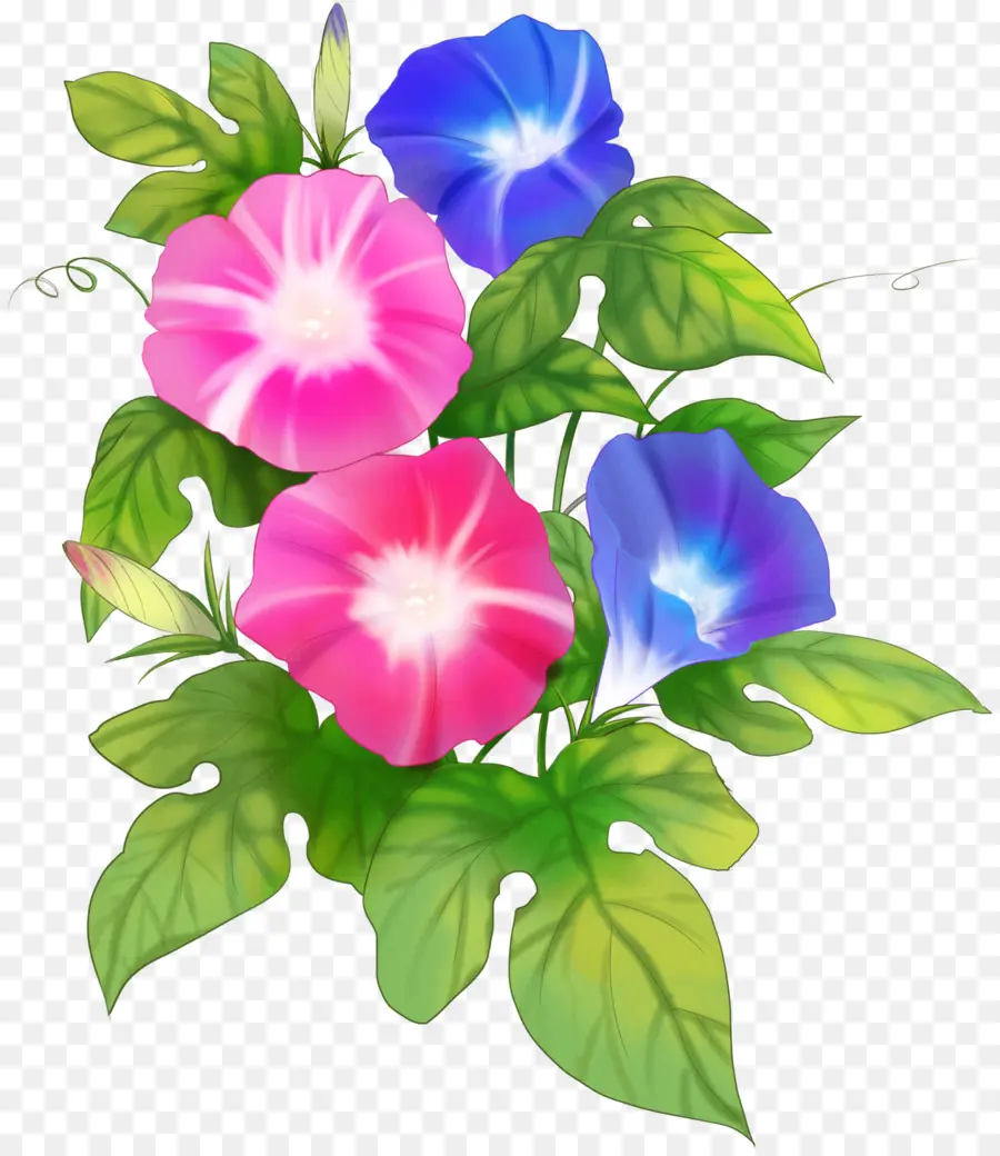 Fleurs De Gloire Du Matin，Fleurs PNG