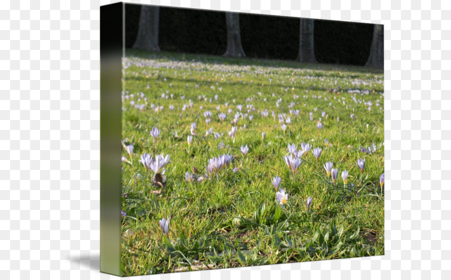 Couvre Sol，Fleurs Sauvages PNG