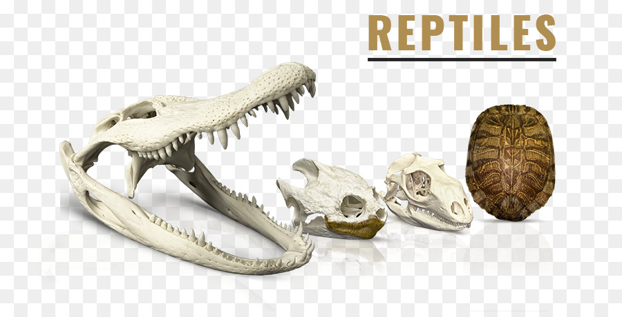 Musée De L Ostéologie，Reptile PNG