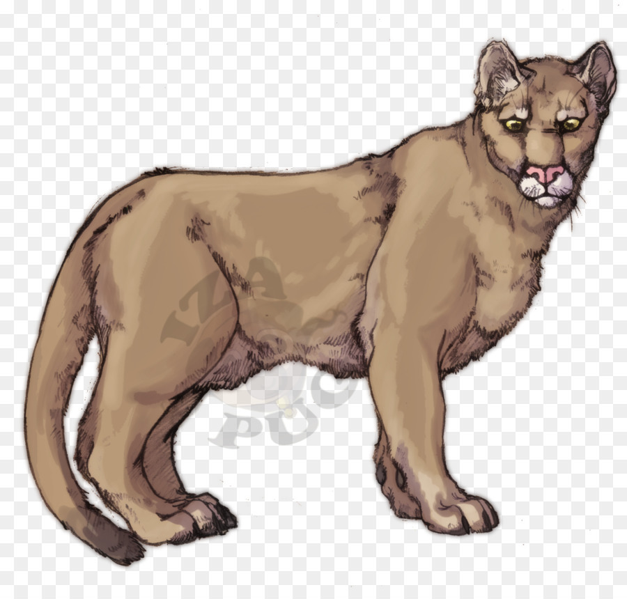 Cougar，Lion PNG