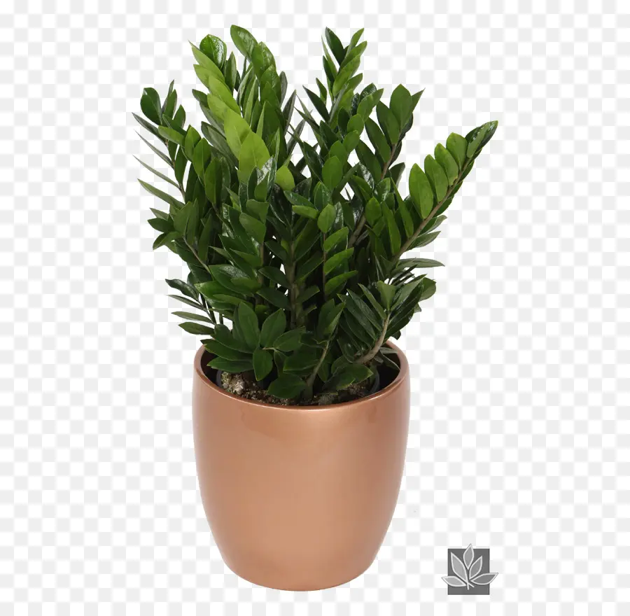 Plante En Pot，Vert PNG