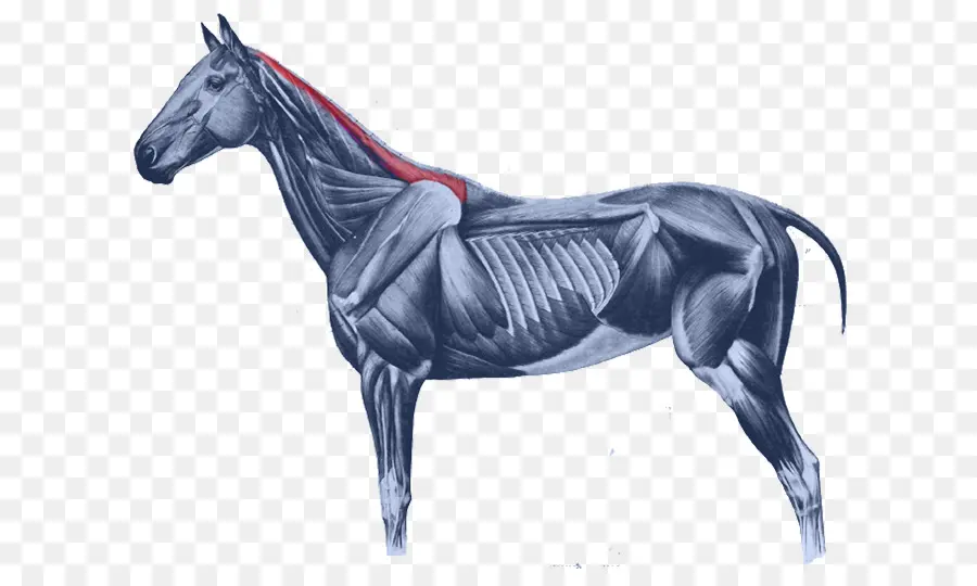 L Anatomie équine，Les Chevaux PNG