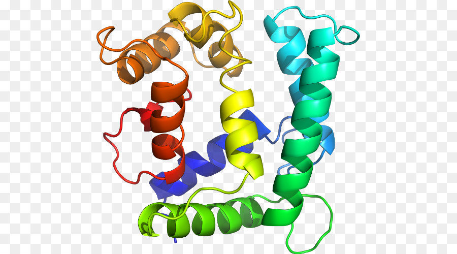 Structure Des Protéines，Molécule PNG