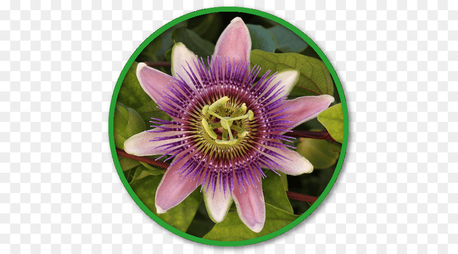 Fleur De La Passion，Usine PNG