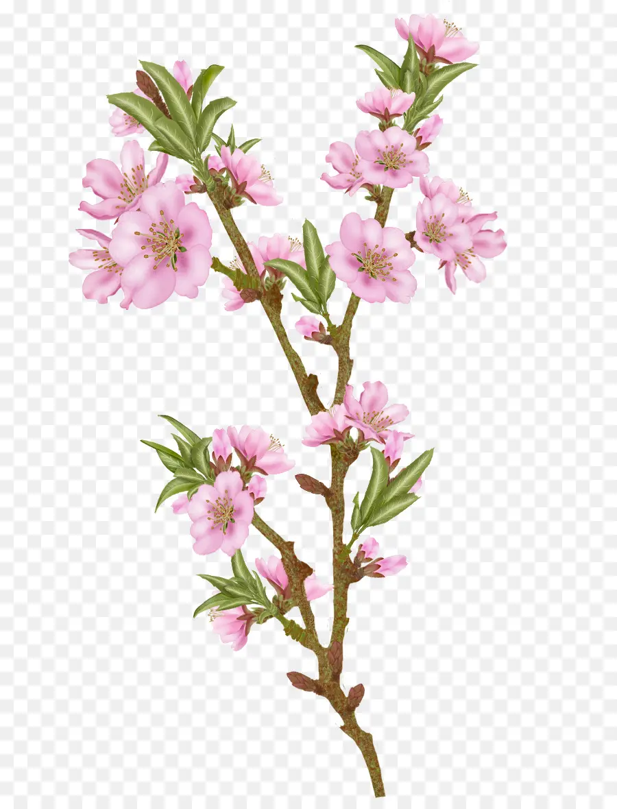 Fleur，Amande PNG