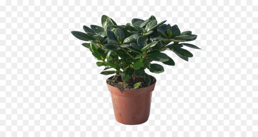 Plante En Pot，Vert PNG