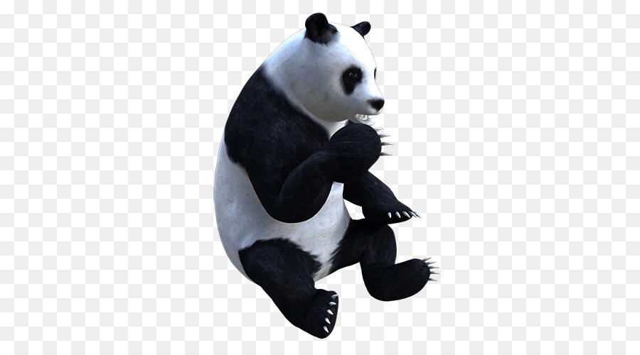 Panda Géant，Museau PNG