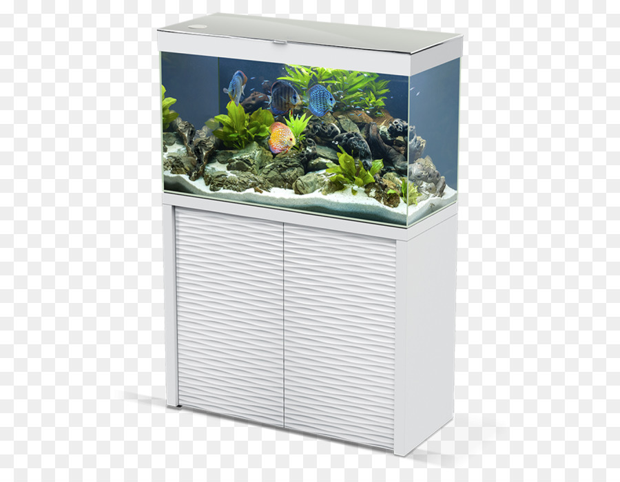 Aquarium，Poisson PNG