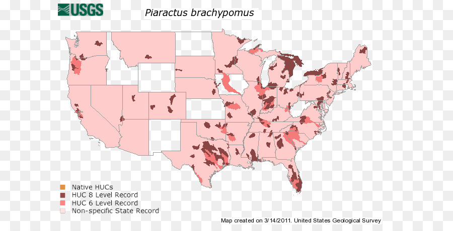 Piaractus Brachypomus，Les Espèces Envahissantes PNG