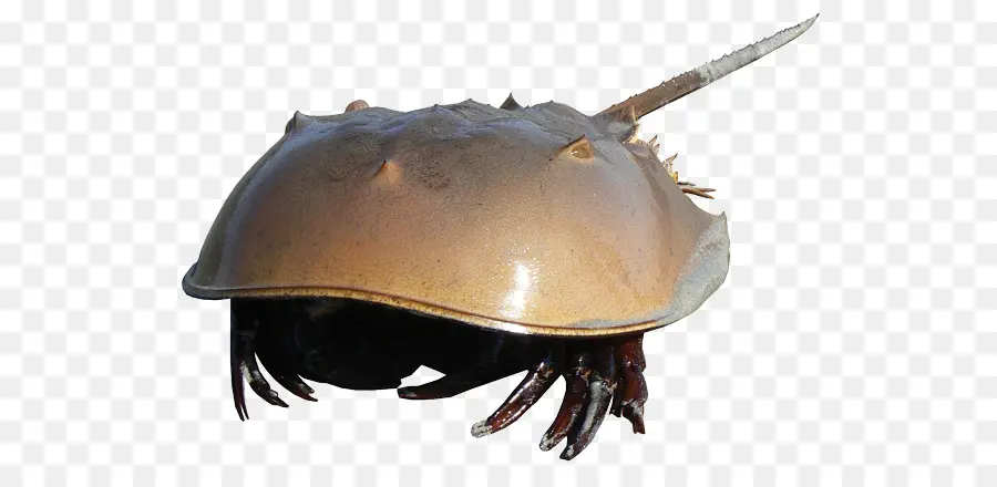Crabe，Limule PNG