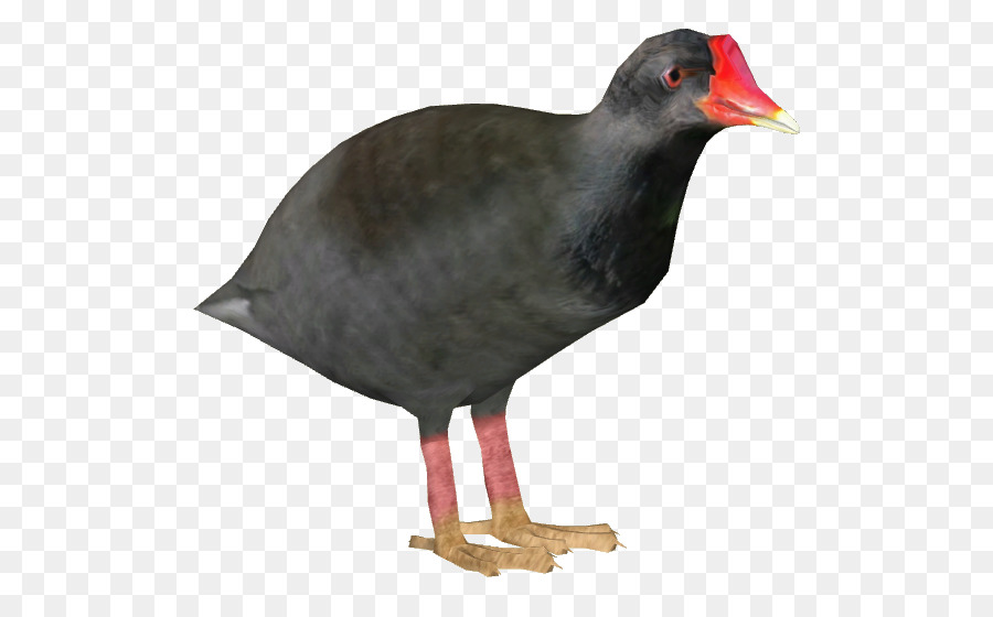 Bec，Oiseau PNG